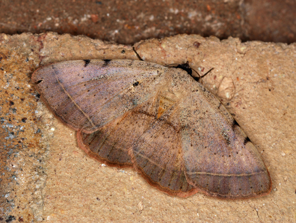/filer/webapps/moths/media/images/C/carneotincta_Hypopyra_A_Roland_01_lE0rWwB.jpg