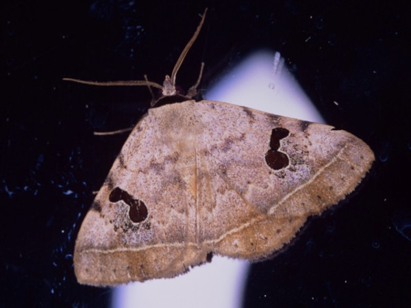 /filer/webapps/moths/media/images/C/carneotincta_Hypopyra_A_Roland_02.jpg