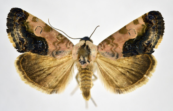 /filer/webapps/moths/media/images/C/carnescens_Acontia_AF_NHMO.jpg