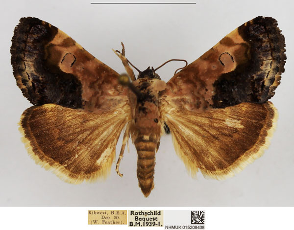 /filer/webapps/moths/media/images/C/carnescens_Acontia_AF_NHMUK.jpg