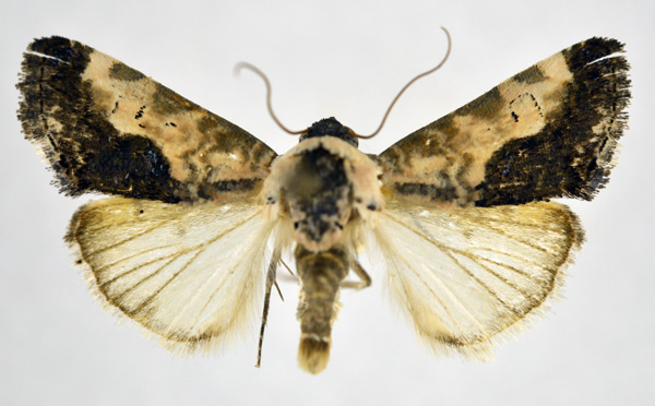 /filer/webapps/moths/media/images/C/carnescens_Acontia_AM_NHMO.jpg