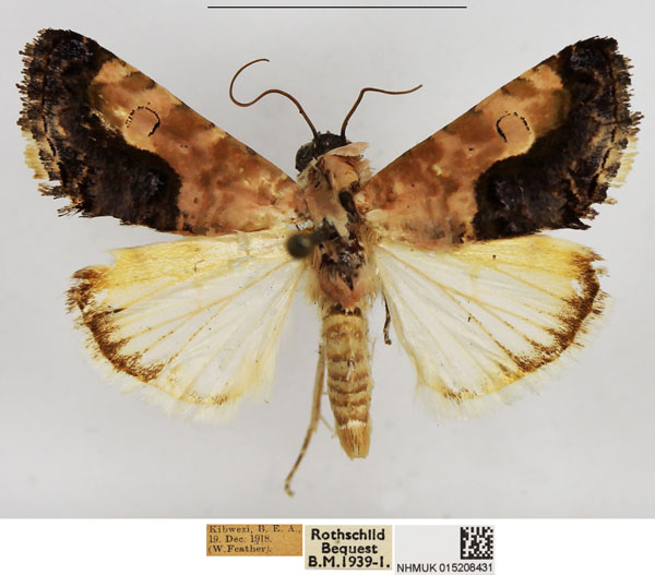 /filer/webapps/moths/media/images/C/carnescens_Acontia_AM_NHMUK.jpg