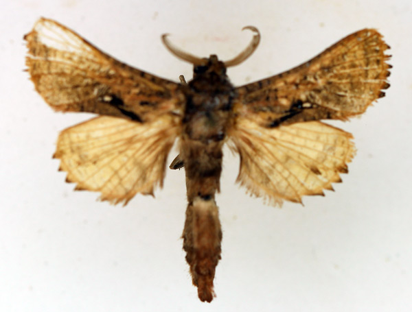 /filer/webapps/moths/media/images/C/carnescens_Paralebedella_AM_TMSA_01.jpg