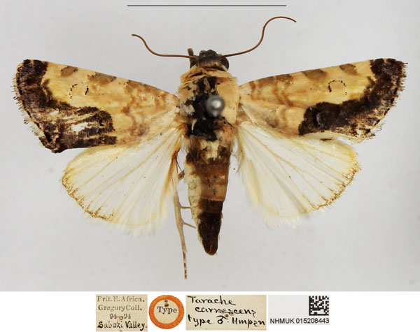 /filer/webapps/moths/media/images/C/carnescens_Tarache_HT_NHMUK.jpg