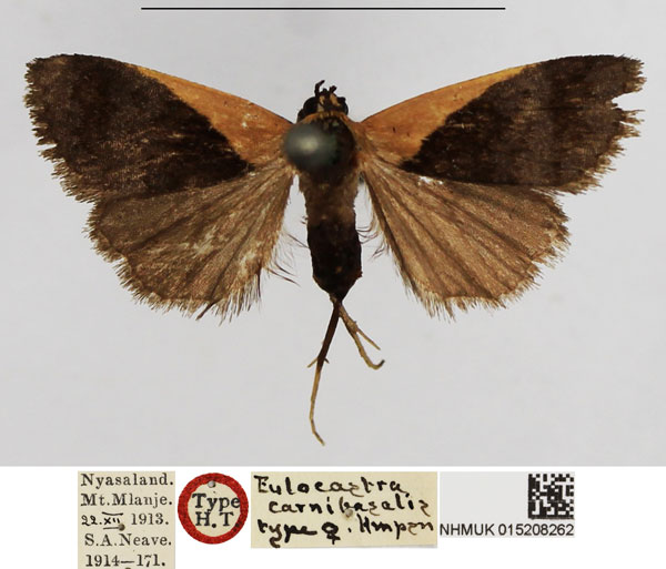 /filer/webapps/moths/media/images/C/carnibasalis_Eulocastra_HT_NHMUK.jpg