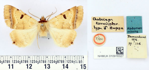 /filer/webapps/moths/media/images/C/carnicolor_Chalciope_HT_BMNH.jpg