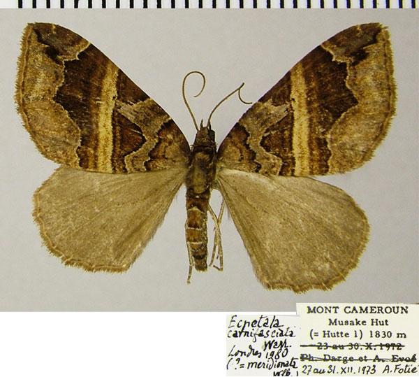 /filer/webapps/moths/media/images/C/carnifasciata_Ecpetala_AM_ZSMa.jpg