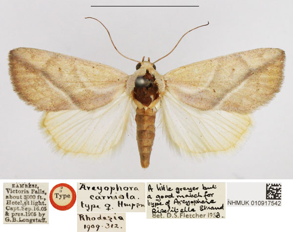/filer/webapps/moths/media/images/C/carniola_Arcyophora_HT_NHMUK.jpg