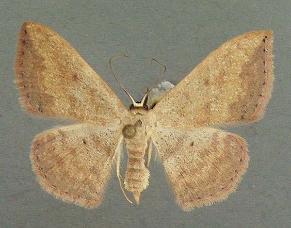 /filer/webapps/moths/media/images/C/carnosa_Scopula_AF_TMSA.jpg