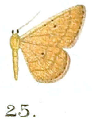 /filer/webapps/moths/media/images/C/carnosa_Scopula_HT_Prout_17-25.jpg