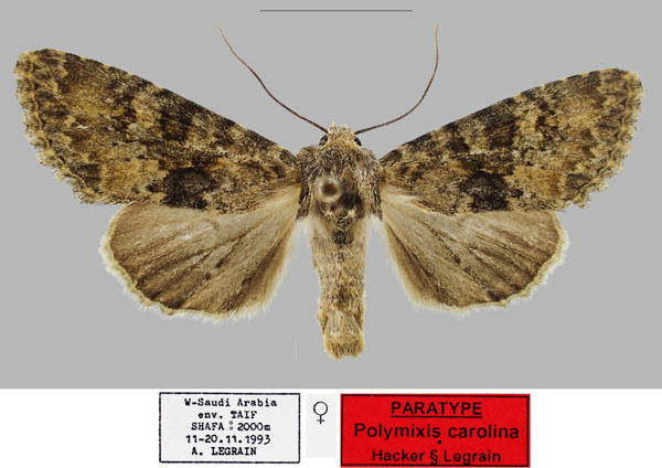/filer/webapps/moths/media/images/C/carolina_Polymixis_PTF_RBINSa.jpg
