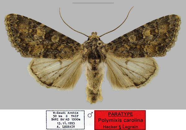 /filer/webapps/moths/media/images/C/carolina_Polymixis_PTM_RBINSa.jpg
