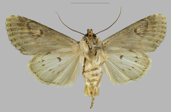 /filer/webapps/moths/media/images/C/carolina_Polymixis_PTM_RBINSb_XybkJjj.jpg