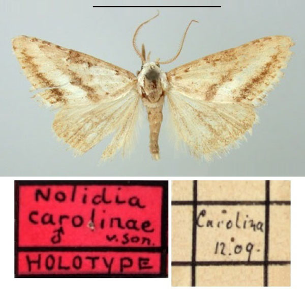 /filer/webapps/moths/media/images/C/carolinae_Nolidia_HT_TMSA.jpg