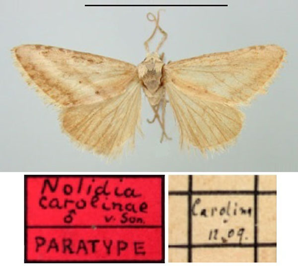 /filer/webapps/moths/media/images/C/carolinae_Nolidia_PTM_TMSA.jpg