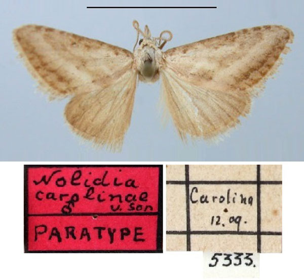 /filer/webapps/moths/media/images/C/carolinae_Nolidia_PT_TMSA.jpg