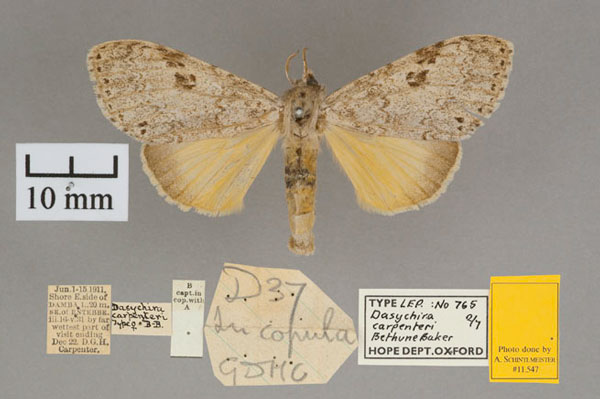 /filer/webapps/moths/media/images/C/carpenteri_Dasychira_AT_OUMNH_01.jpg