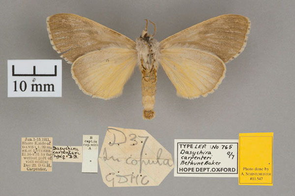 /filer/webapps/moths/media/images/C/carpenteri_Dasychira_AT_OUMNH_02.jpg