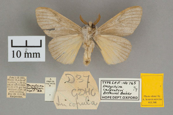 /filer/webapps/moths/media/images/C/carpenteri_Dasychira_HT_OUMNH_02.jpg