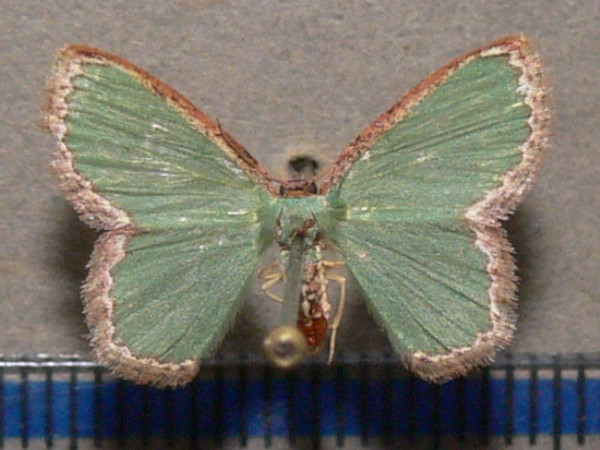 /filer/webapps/moths/media/images/C/carpenteri_Heterorachis_A_Goff_01.jpg