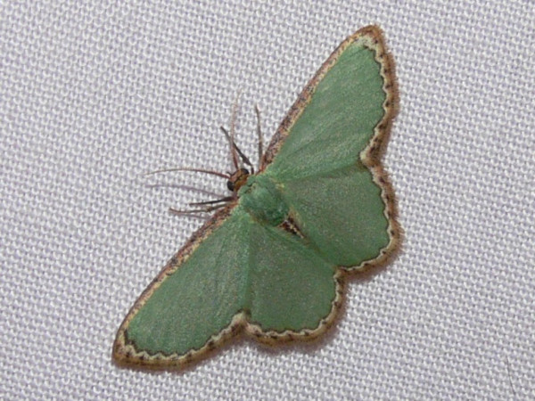 /filer/webapps/moths/media/images/C/carpenteri_Heterorachis_A_Goff_02.jpg