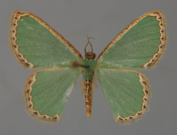 /filer/webapps/moths/media/images/C/carpenteri_Heterorachis_A_ZSM_01.jpg
