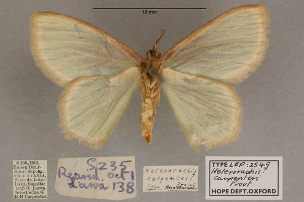 /filer/webapps/moths/media/images/C/carpenteri_Heterorachis_HT_OUMNH_02.jpg