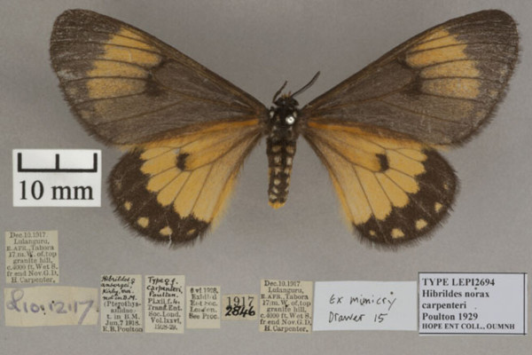 /filer/webapps/moths/media/images/C/carpenteri_Hibrildes_HT_OUMNHa_01.jpg