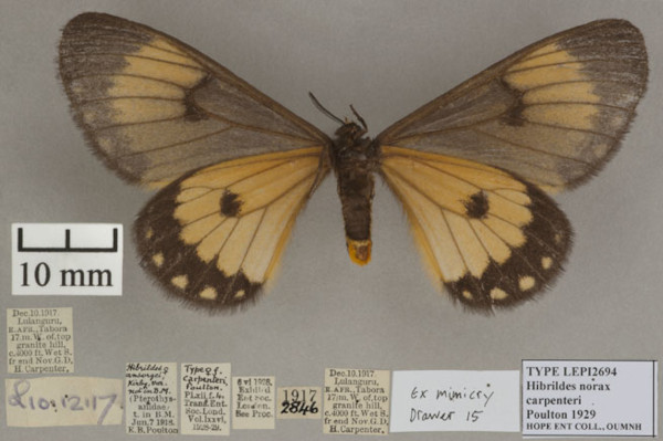 /filer/webapps/moths/media/images/C/carpenteri_Hibrildes_HT_OUMNHb_01.jpg