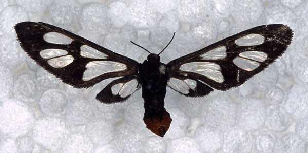 /filer/webapps/moths/media/images/C/carpentieri_Ceryx_HT_RMCA_01.jpg