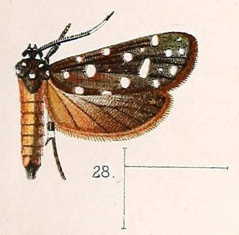 /filer/webapps/moths/media/images/C/carteri_Atteva_HT_Walsingham_1891_4-28.jpg