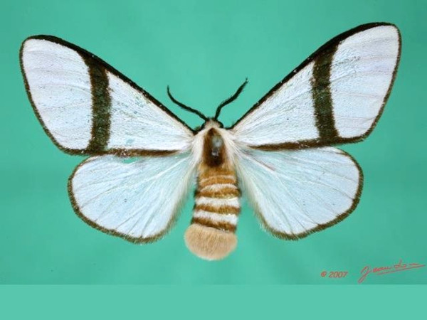 /filer/webapps/moths/media/images/C/carteri_Epanaphe_A_Alberta_01.jpg