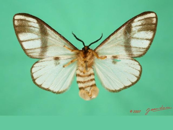 /filer/webapps/moths/media/images/C/carteri_Epanaphe_A_Albertb_01.jpg