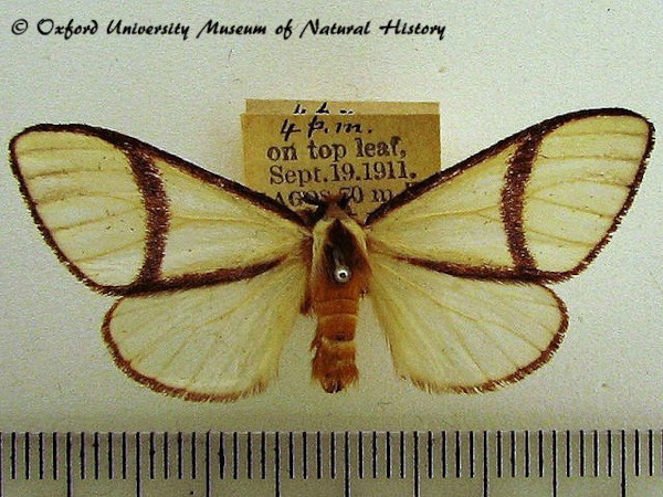 /filer/webapps/moths/media/images/C/carteri_Epanaphe_A_OUMNH.jpg