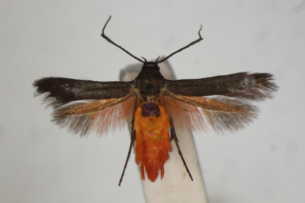/filer/webapps/moths/media/images/C/carteri_Eretmocera_HT_BMNH.jpg