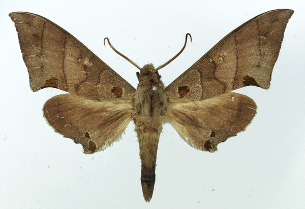 /filer/webapps/moths/media/images/C/carteri_Polyptychus_AM_Basquin_02.jpg