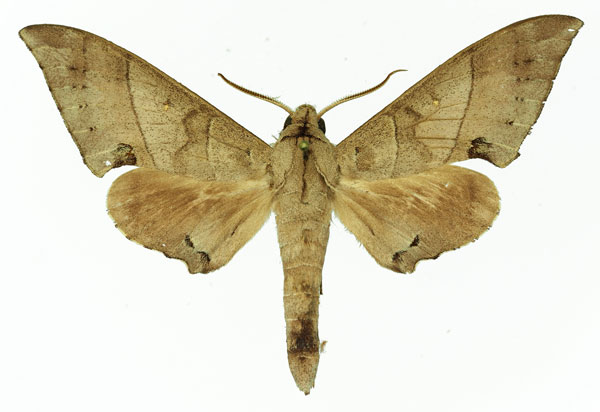 /filer/webapps/moths/media/images/C/carteri_Polyptychus_AM_Basquin_03.jpg