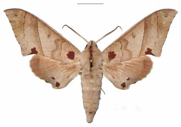 /filer/webapps/moths/media/images/C/carteri_Polyptychus_AM_EMEM.jpg