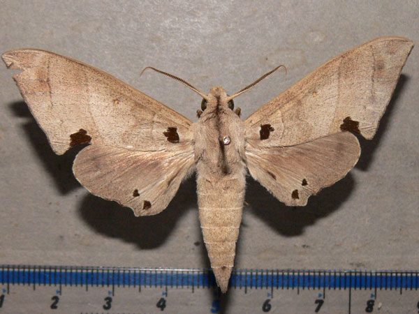 /filer/webapps/moths/media/images/C/carteri_Polyptychus_A_Goff_01.jpg
