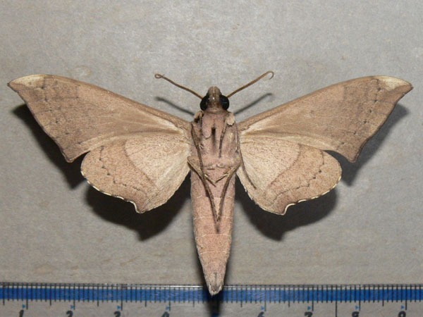 /filer/webapps/moths/media/images/C/carteri_Polyptychus_A_Goff_02.jpg