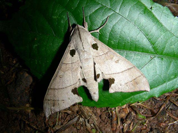 /filer/webapps/moths/media/images/C/carteri_Polyptychus_A_Goff_03.jpg