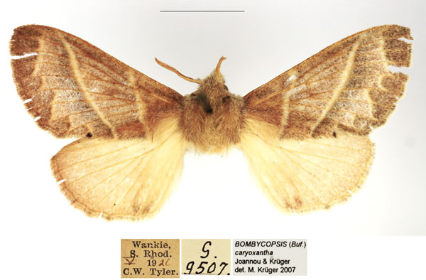 /filer/webapps/moths/media/images/C/caryoxantha_Bombycopsis_AM_TMSA.jpg