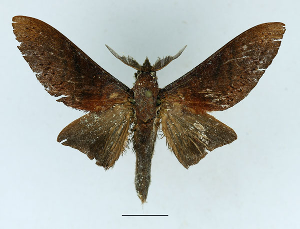 /filer/webapps/moths/media/images/C/cassandra_Oplometa_AM_Basquin_01.jpg