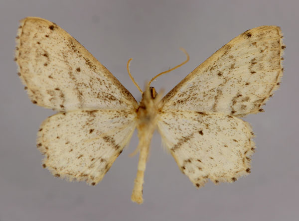 /filer/webapps/moths/media/images/C/cassiaria_Scopula_A_ZSM_02.jpg