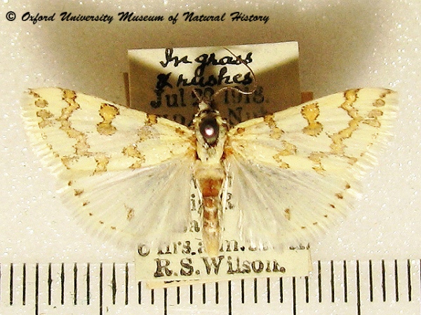 /filer/webapps/moths/media/images/C/castalis_Euctenospila_A_OUMNH_02.jpg