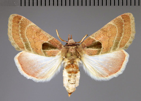 /filer/webapps/moths/media/images/C/castanea_Diparopsis_A_Fiebig.jpg