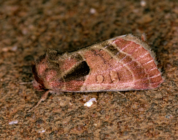 /filer/webapps/moths/media/images/C/castanea_Diparopsis_A_Roland_01_l1v523a.jpg