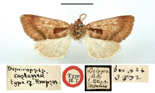 /filer/webapps/moths/media/images/C/castanea_Diparopsis_HT_BMNH.jpg