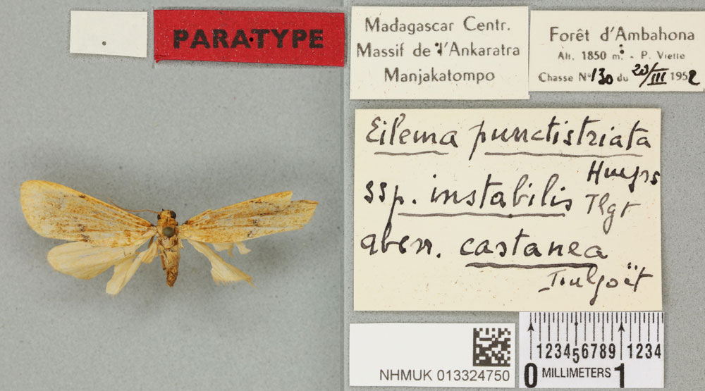 /filer/webapps/moths/media/images/C/castanea_Eilema_PTM_BMNH_02a.jpg