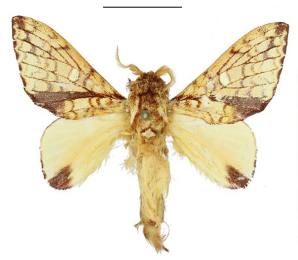 /filer/webapps/moths/media/images/C/castanea_Hypotrabala_AM_ANHRT.jpg